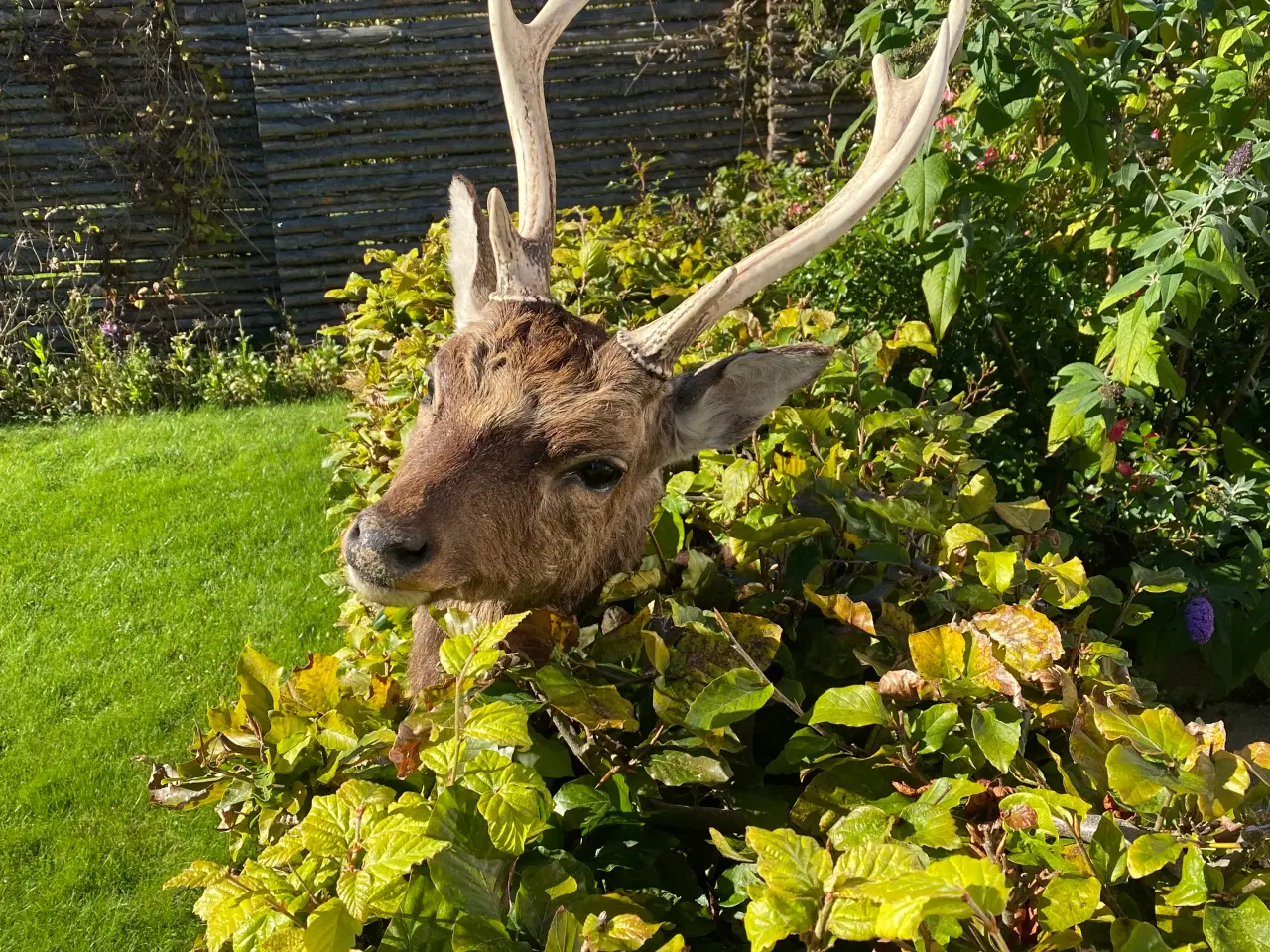 Billede 2 - Sika trofæ skuldermonteret