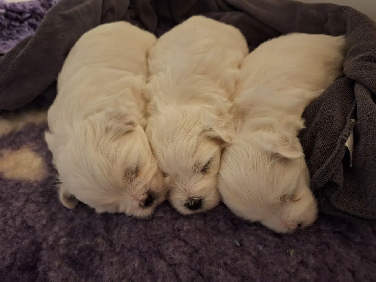 Billede 2 - Hundehvalp (han) coton de tulear 