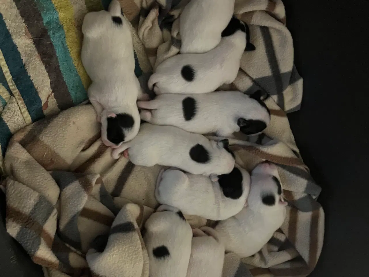 Billede 2 - Super fine Jack russel hvalpe