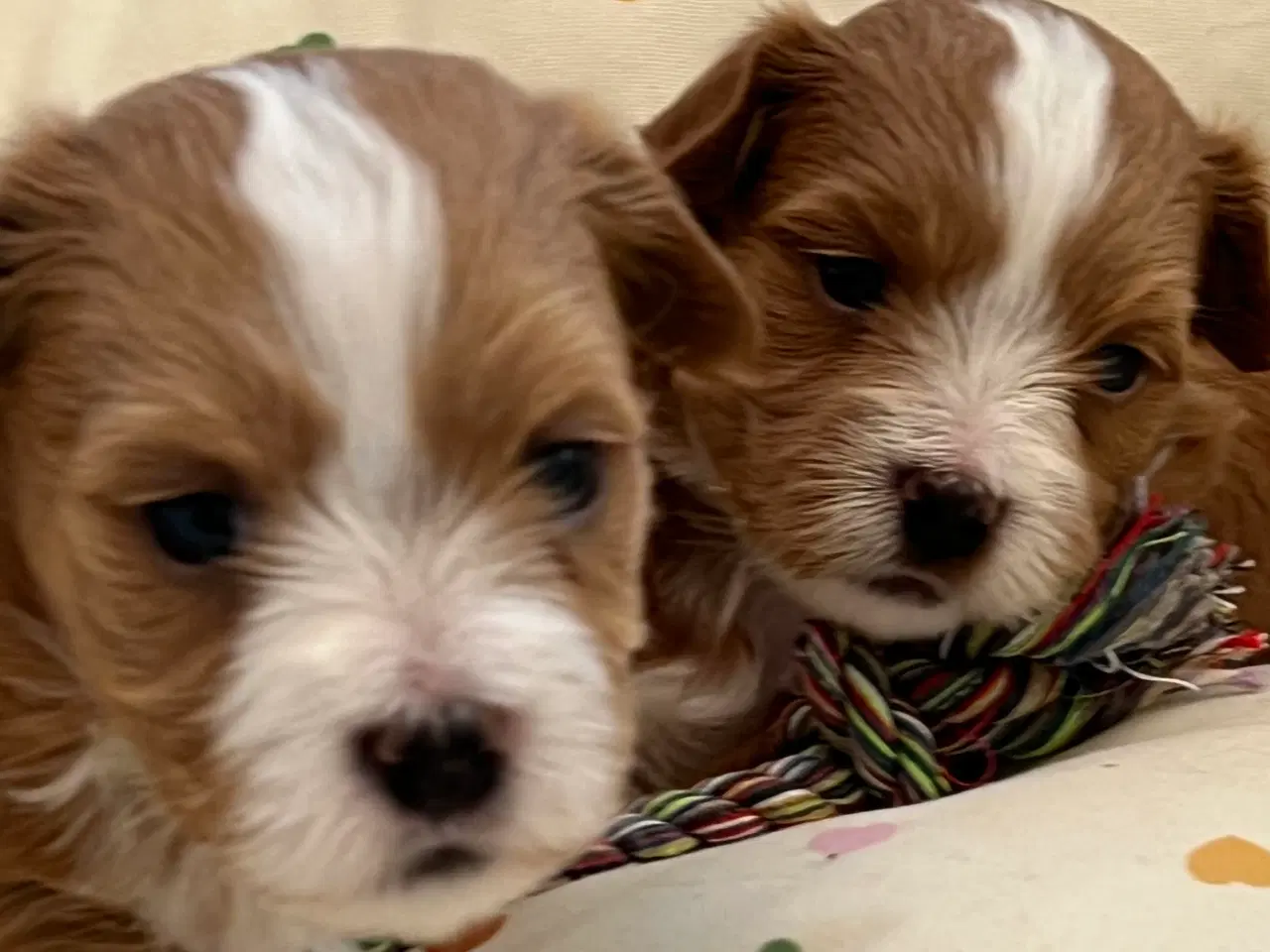 Billede 5 - 🧡Smukke & Søde Bichon Havanais 🧡