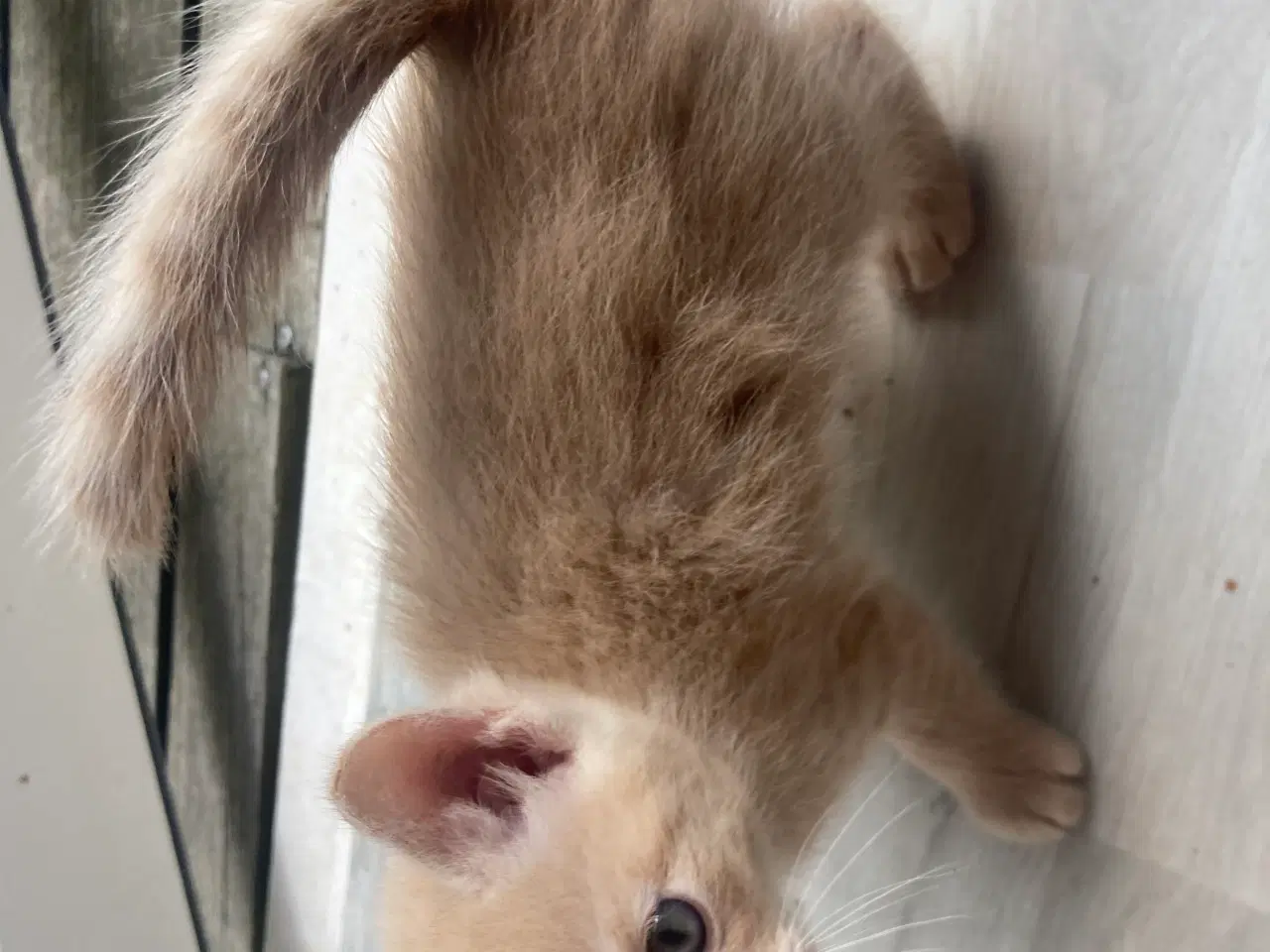 Billede 13 - Maincoon/Ragdoll/BS