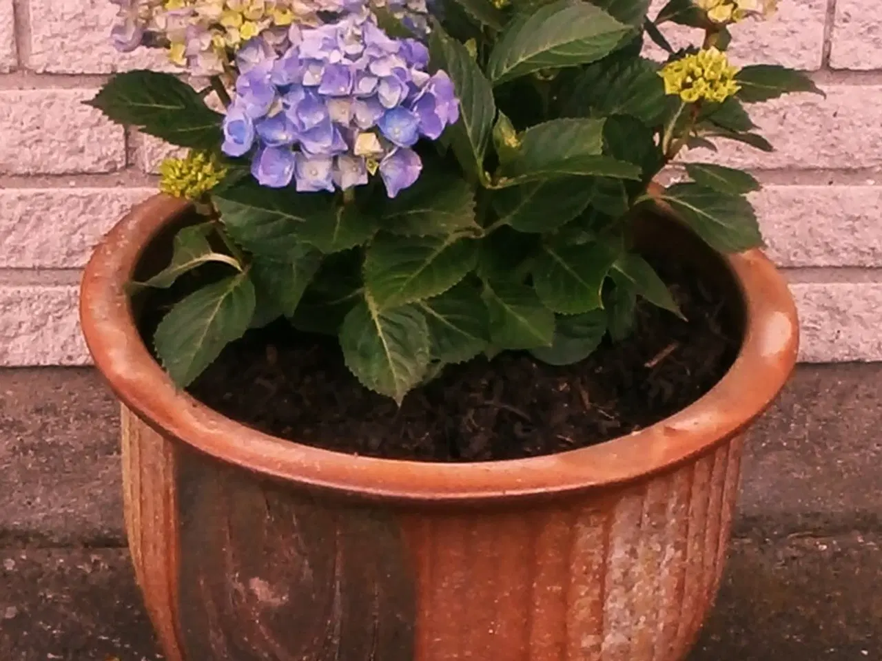 Billede 3 - Ny Hortensia med Stor, Ny Krukke