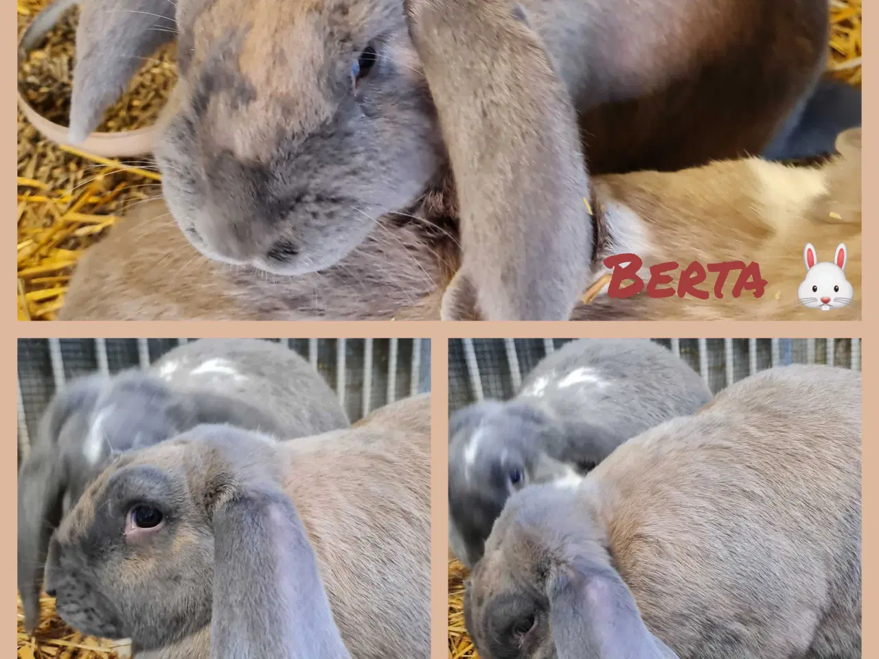 Billede 3 - Franske væddere søger nye hjem 🐰