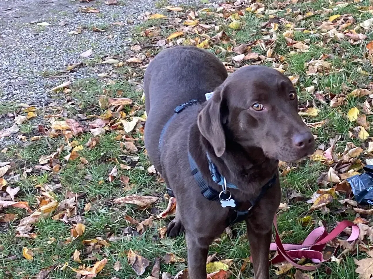 Billede 4 - Zika søger nyt hjem grundet ændring familie