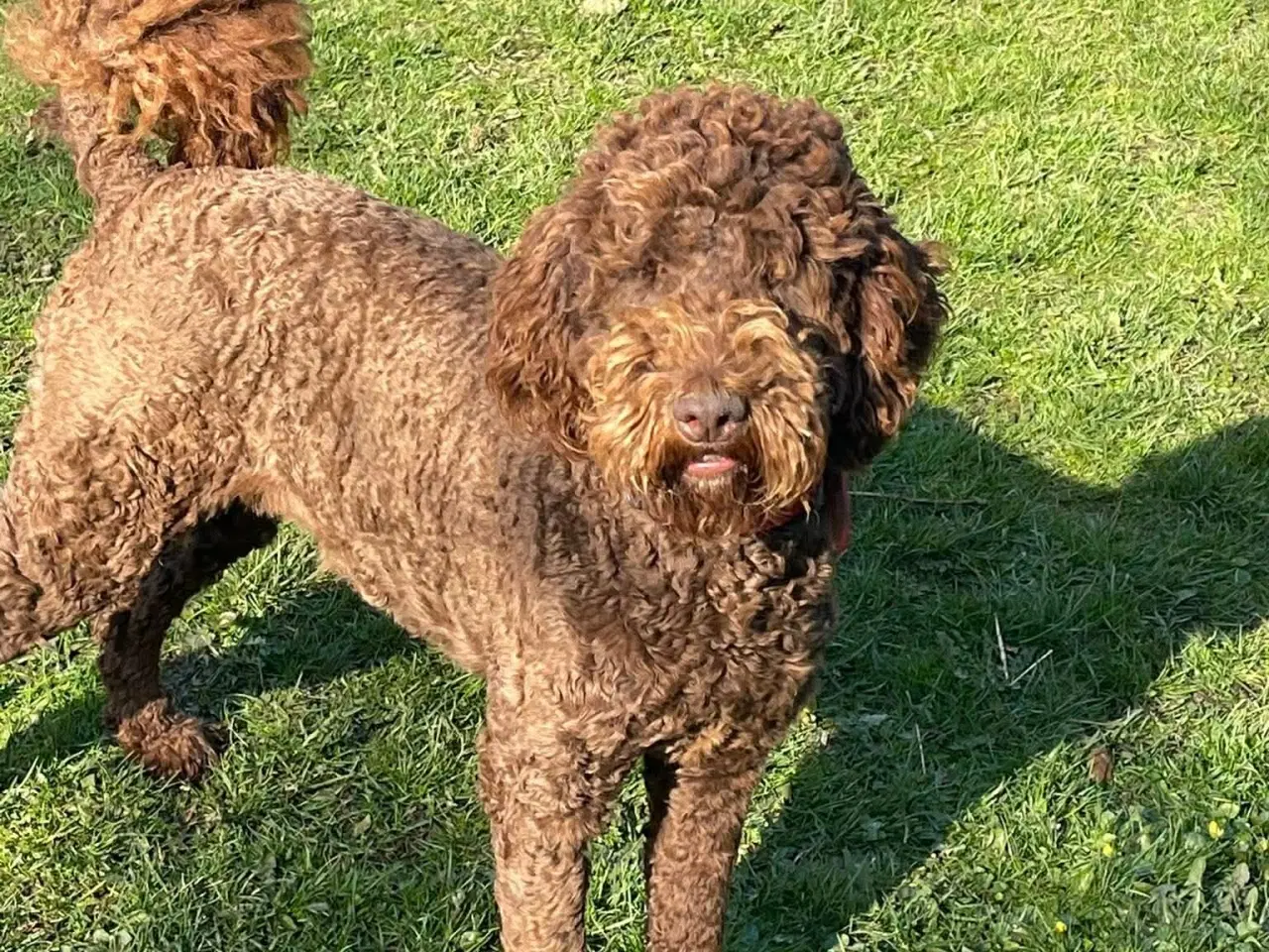 Billede 3 - 🐾 Skøn stor Goldendoodle pige 4 år 🐾