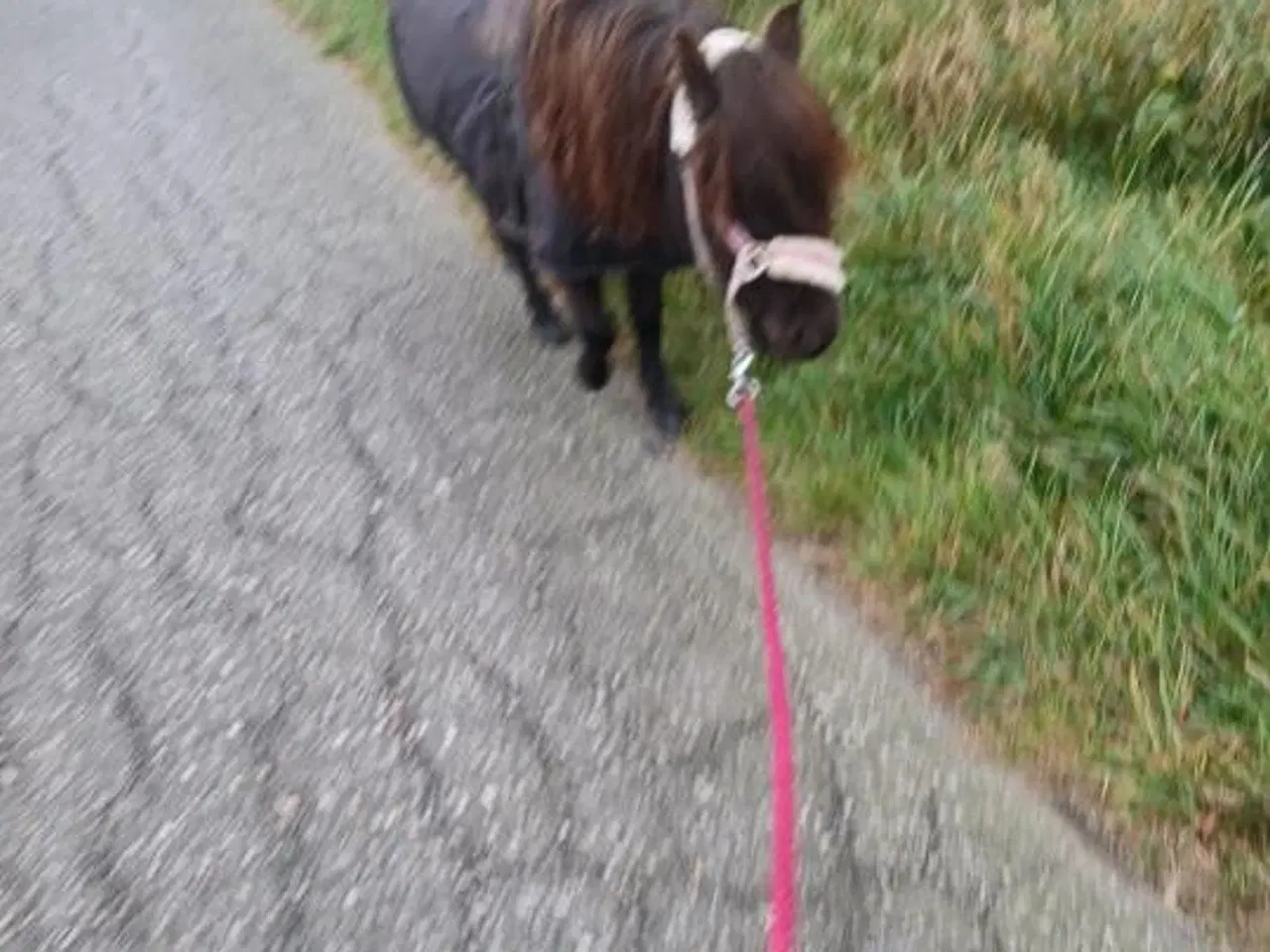 Billede 2 - Miniaturehest ny vaccineret 