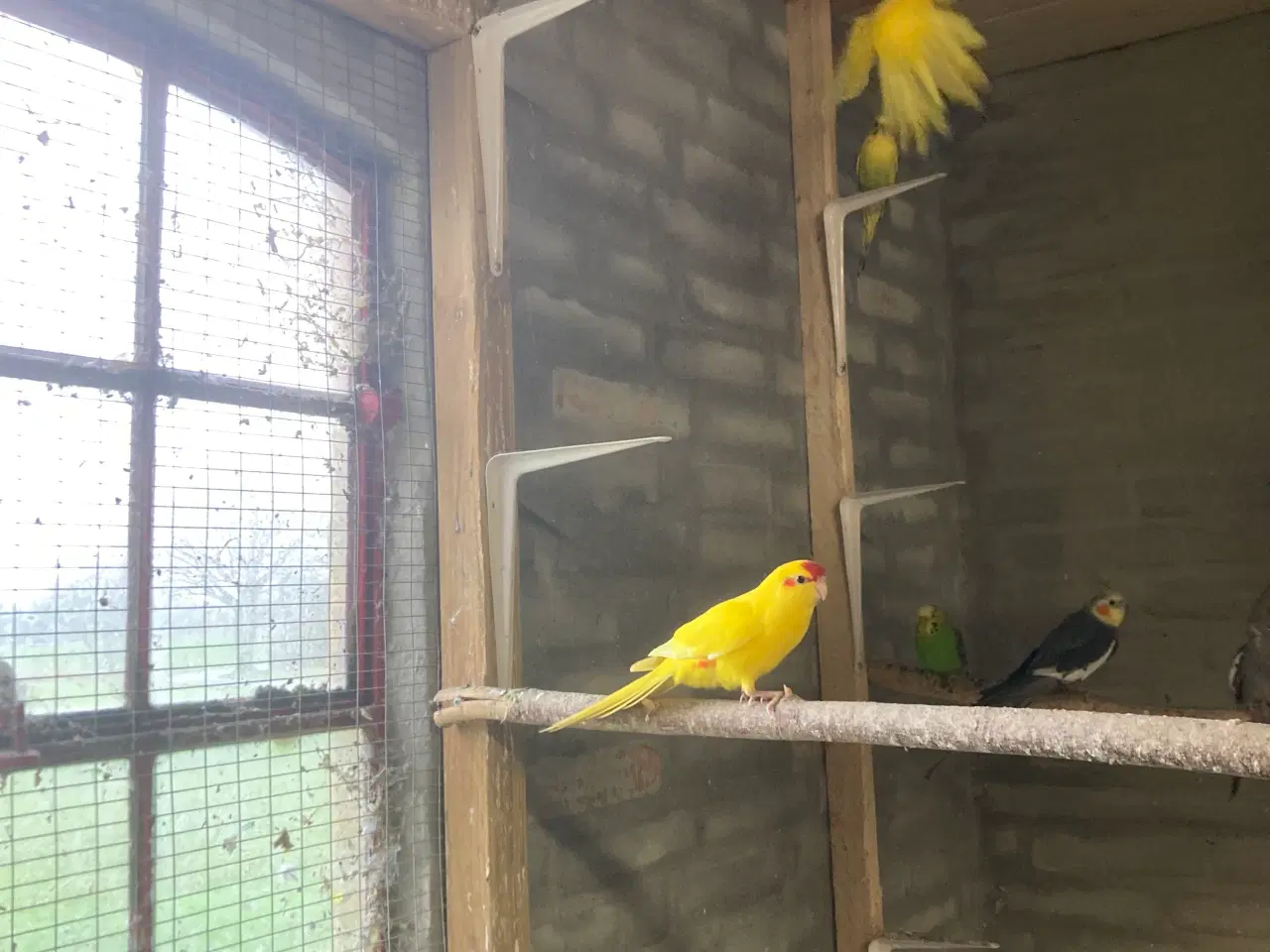 Billede 2 - Flotte gule Gedeparekitter unger