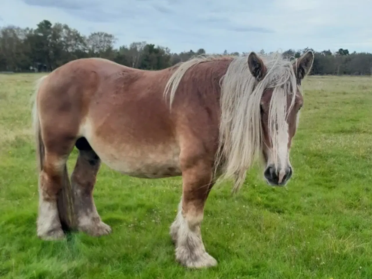 Billede 1 - 3 års jyde hingst, ca. 155 cm i stang