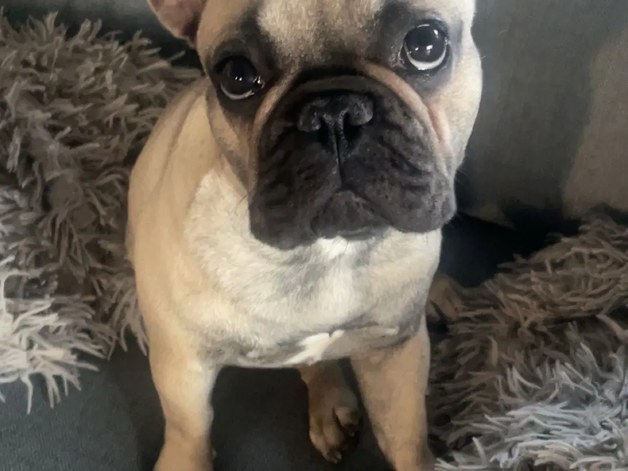 Billede 1 - Fransk Bulldog 