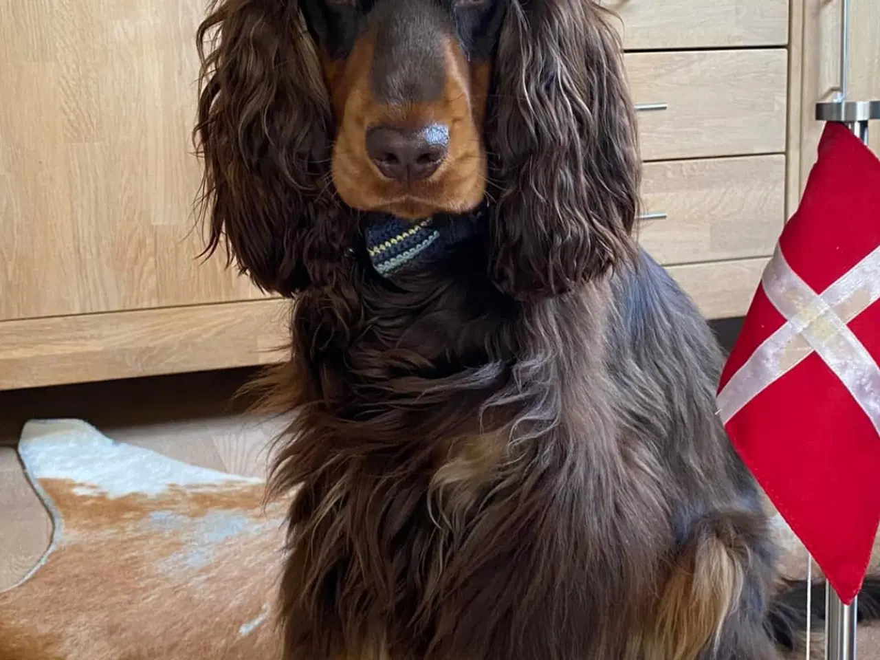 Billede 5 - Cocker spaniel hvalpe med stamtavle 