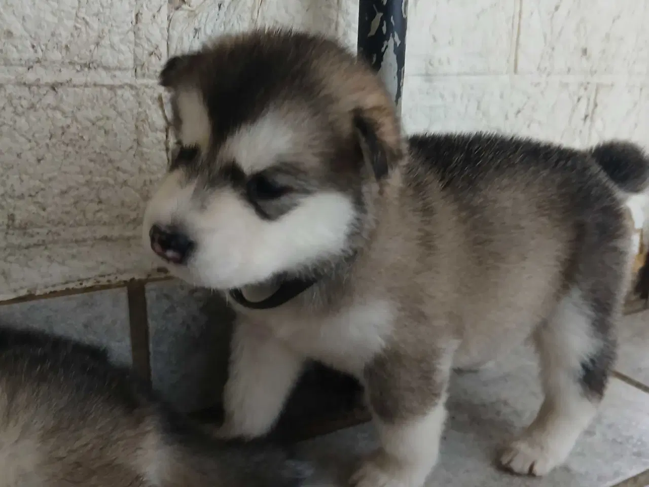 Billede 4 - Alaskan malamute hvalpe sælges
