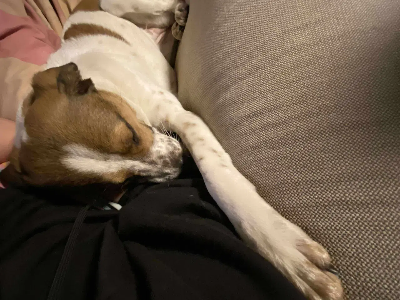 Billede 5 - Vigge - et smil på fire ben søger familie 🩷