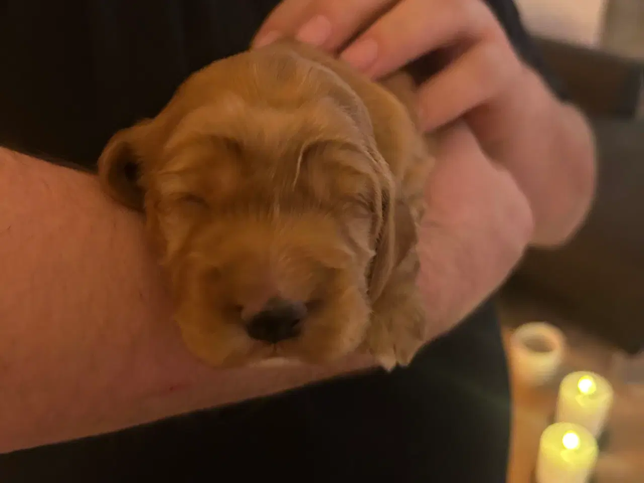 Billede 2 - Engelsk cockerspaniel hvalpe sælges