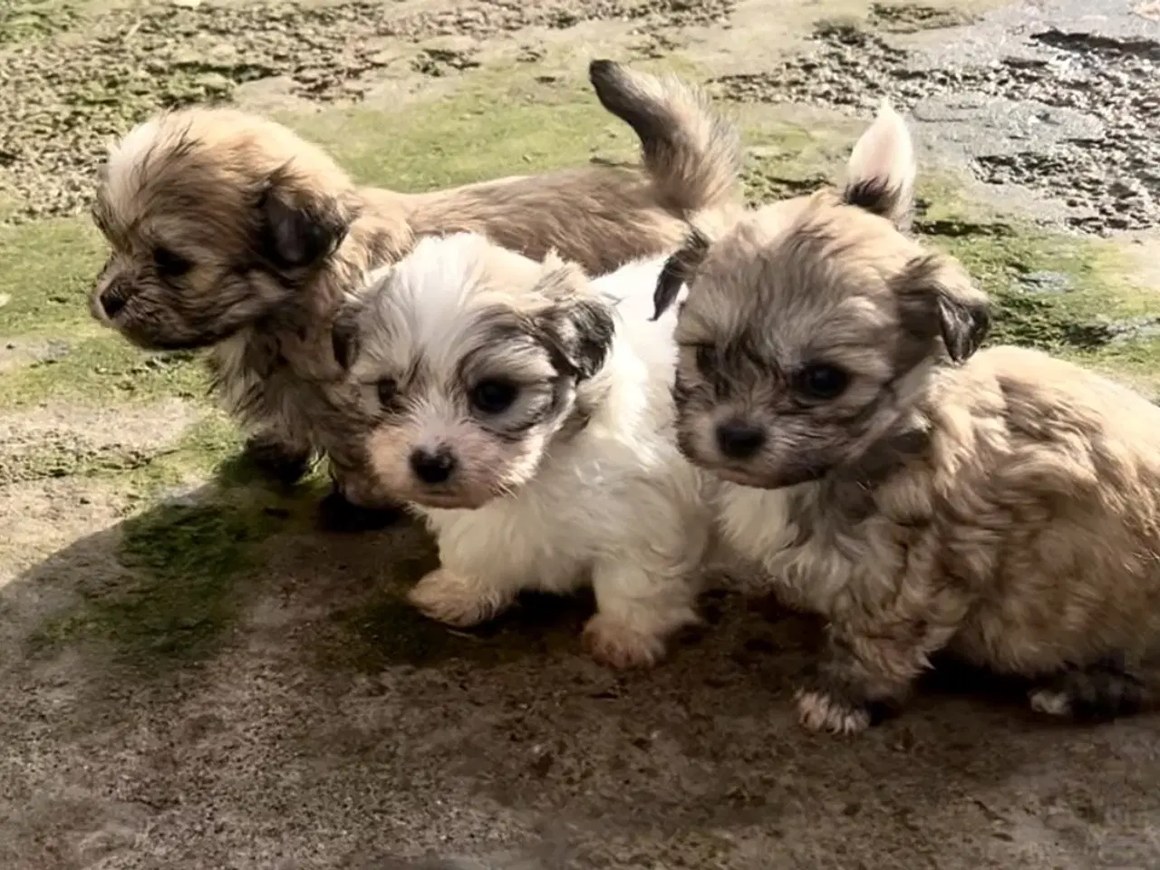 Billede 2 - Små allergivenlige og ikke fældende hundehvalpe
