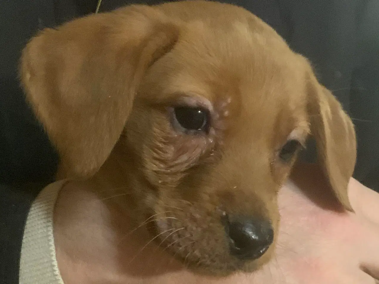 Billede 1 - Labrador hvalp klar til at flytte 