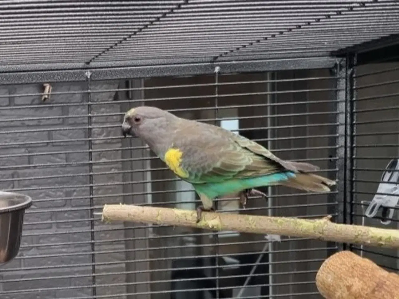 Billede 2 - Meyers papegøje - 10 mdr.