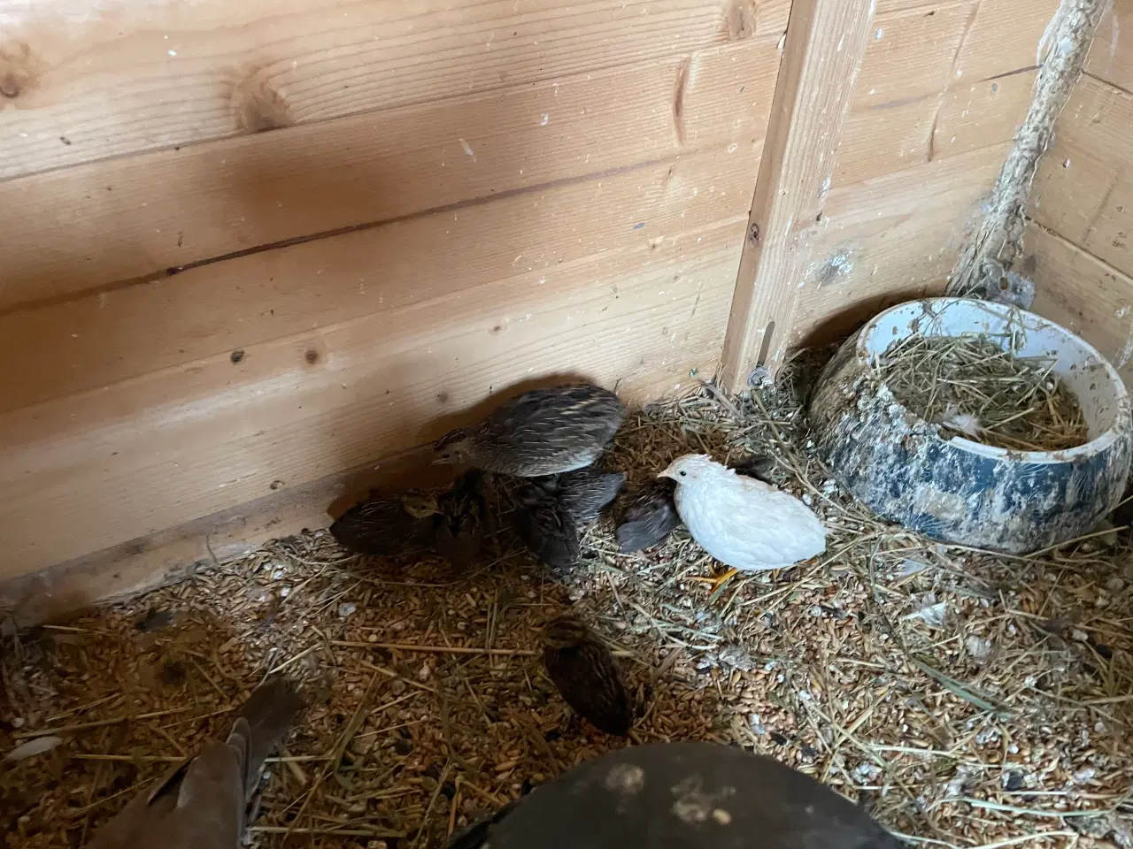 Billede 4 - Dværgvagtler naturfarvede sælges