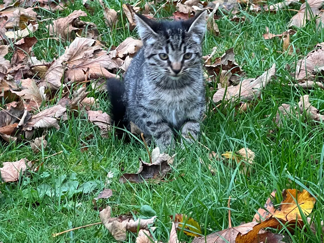 Billede 4 - To han killinger