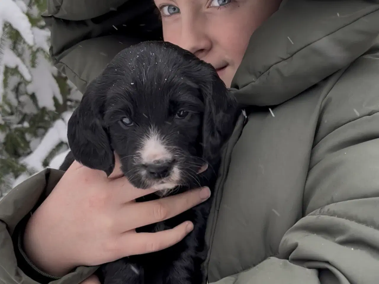 Billede 6 - Working Spaniel (FT)