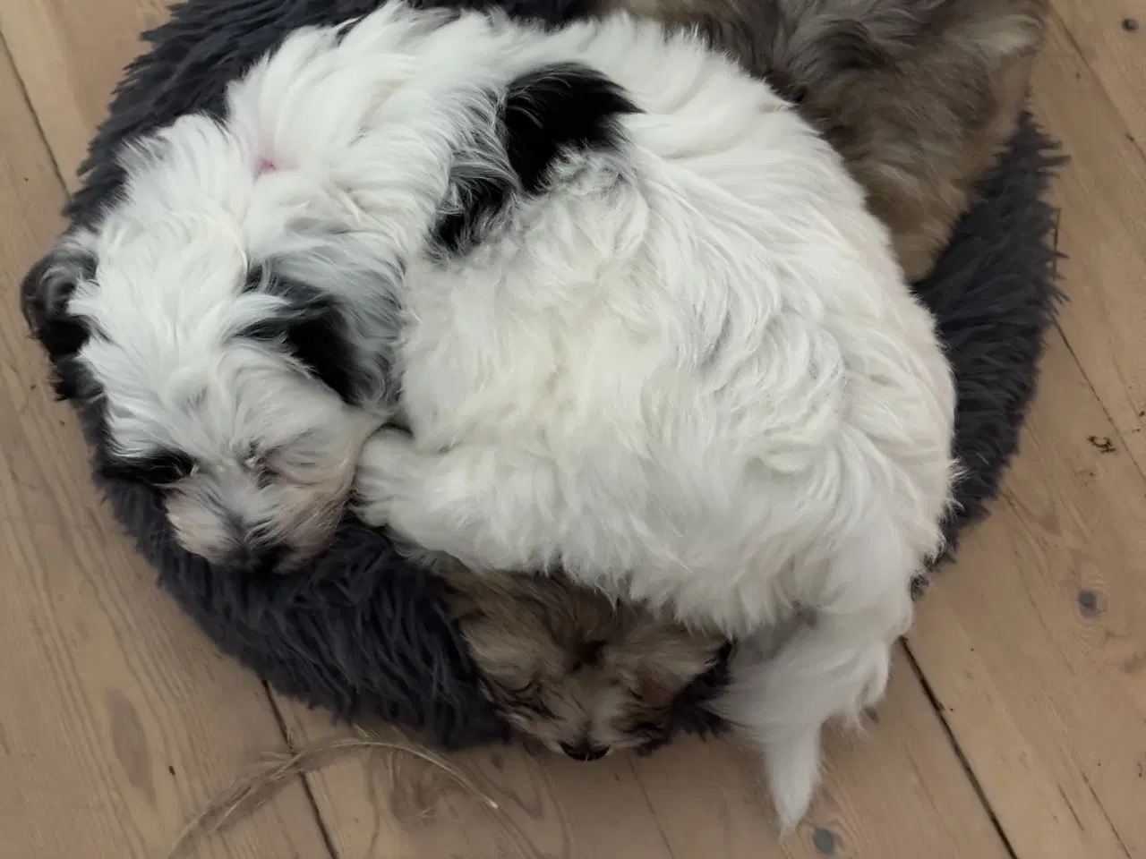 Billede 5 - Bichon Havanais. 