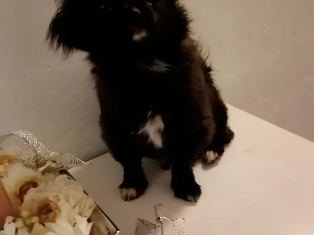 Billede 1 - Skønneste og dejligst pomeranian-/pomeran-blanding