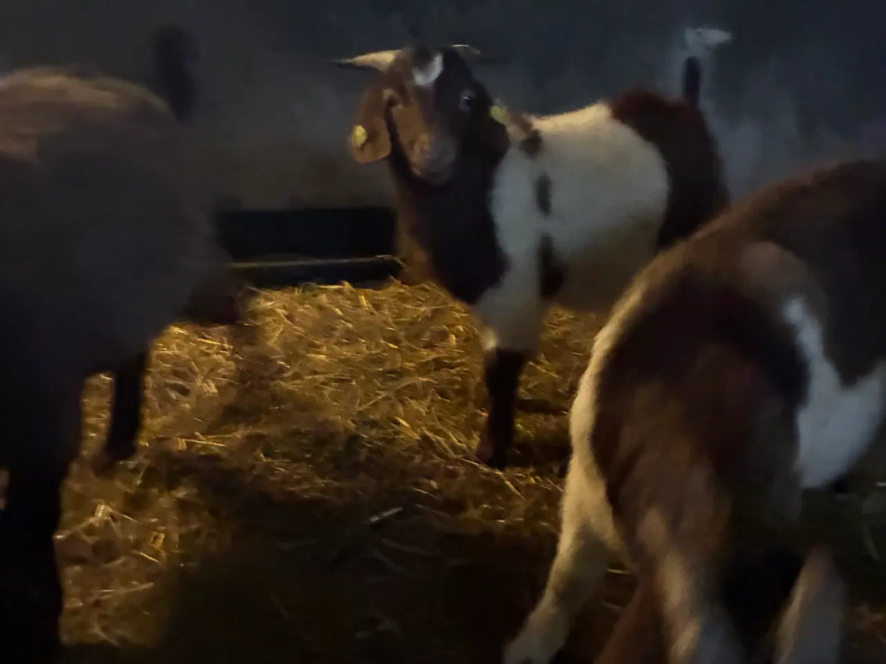 Billede 5 - Bukke Boergeder 