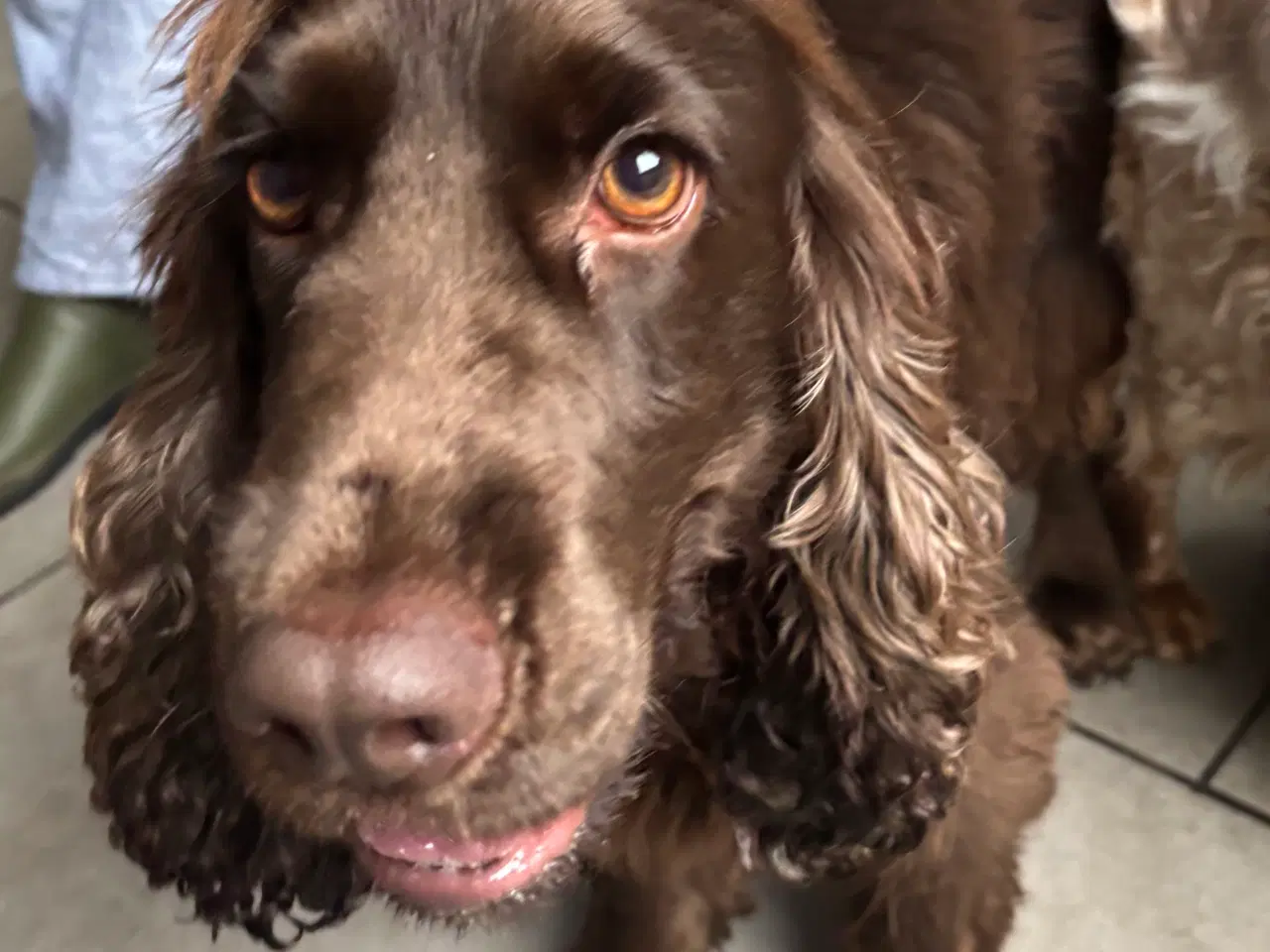 Billede 3 - Hvalpe på vej 