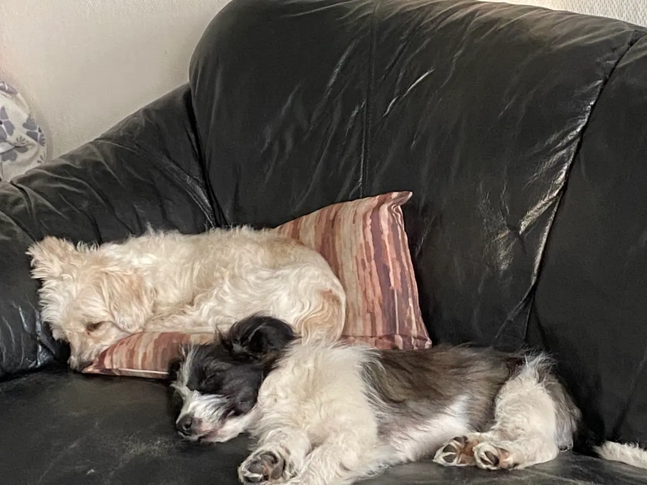 Billede 13 - Border collie / Coton de Tulear Så er vi Klar