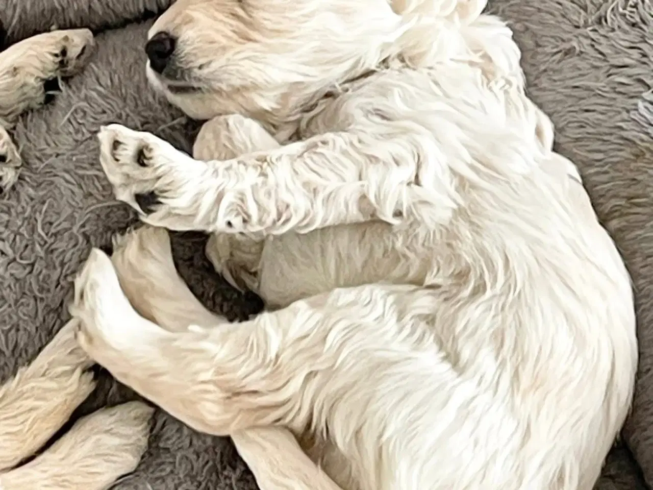 Billede 4 - Mini-labradoodle sælges