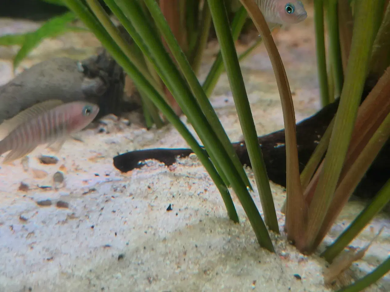 Billede 4 - Neolamprologus Multifasciatus cichlider