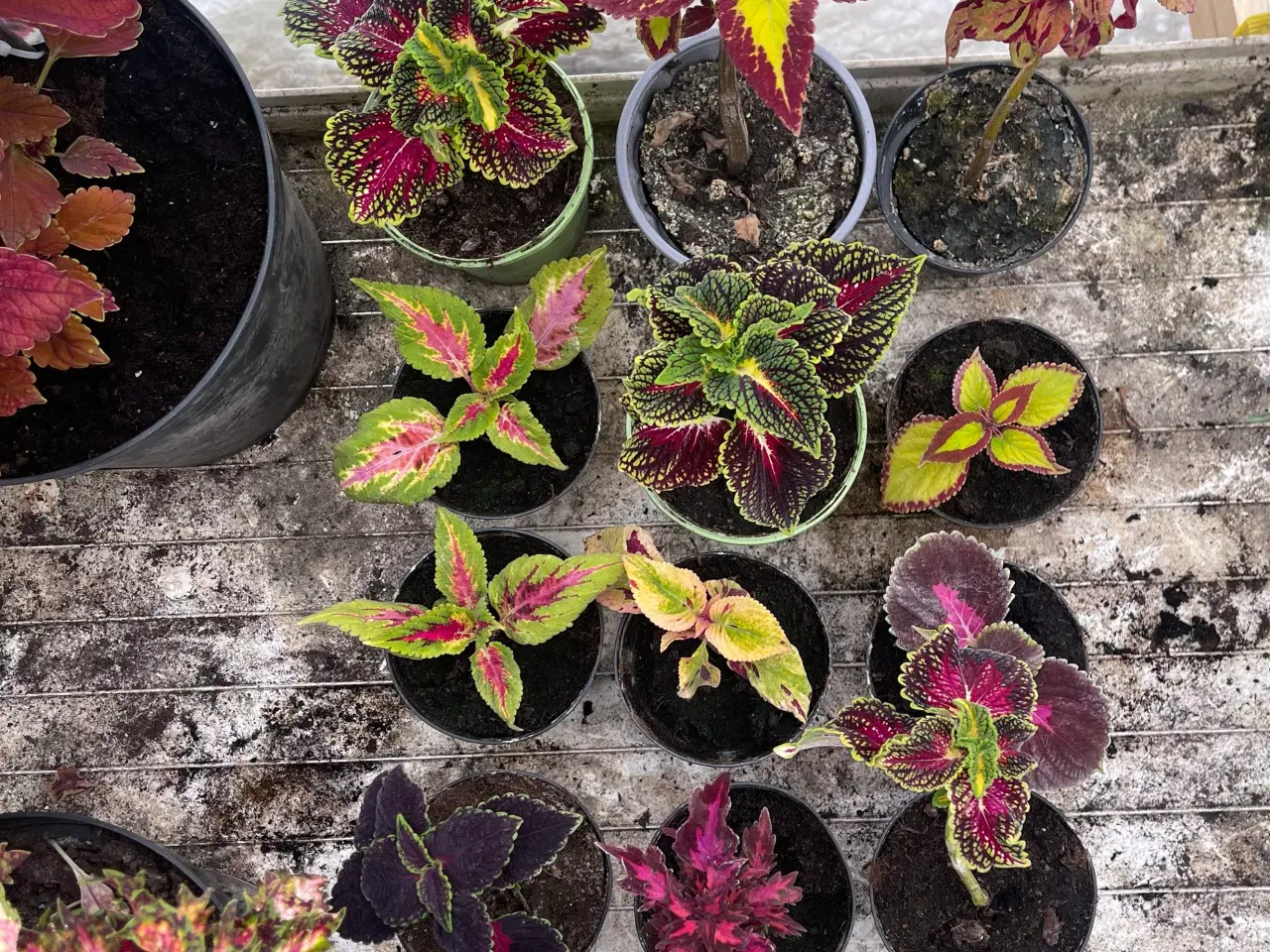 Billede 6 - Forskellige planter sælges