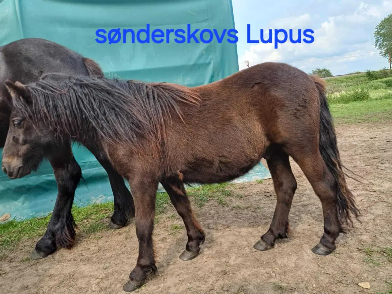 Billede 1 - Søndeskovs Lupus 