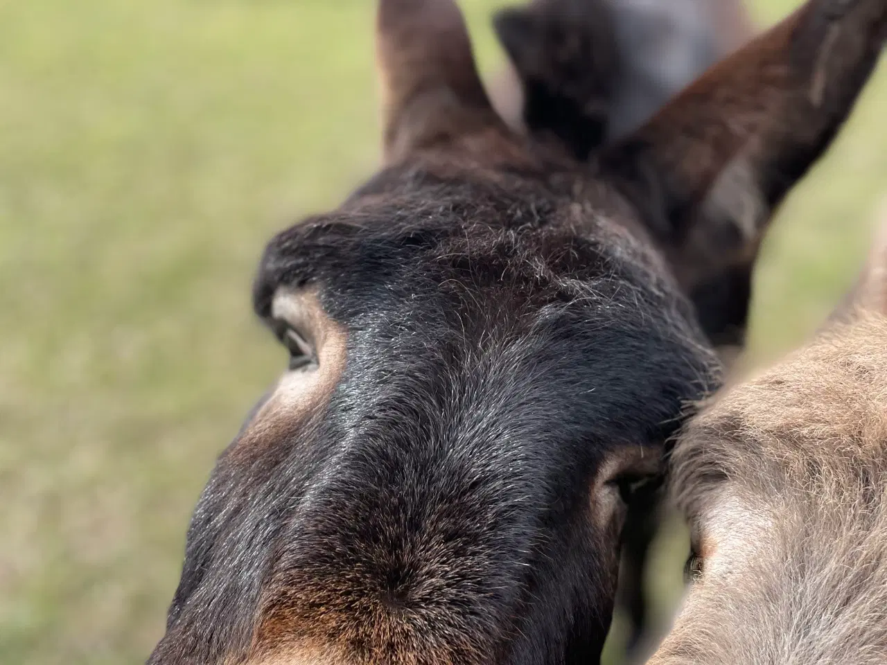 Billede 3 - Æsel hingst 
