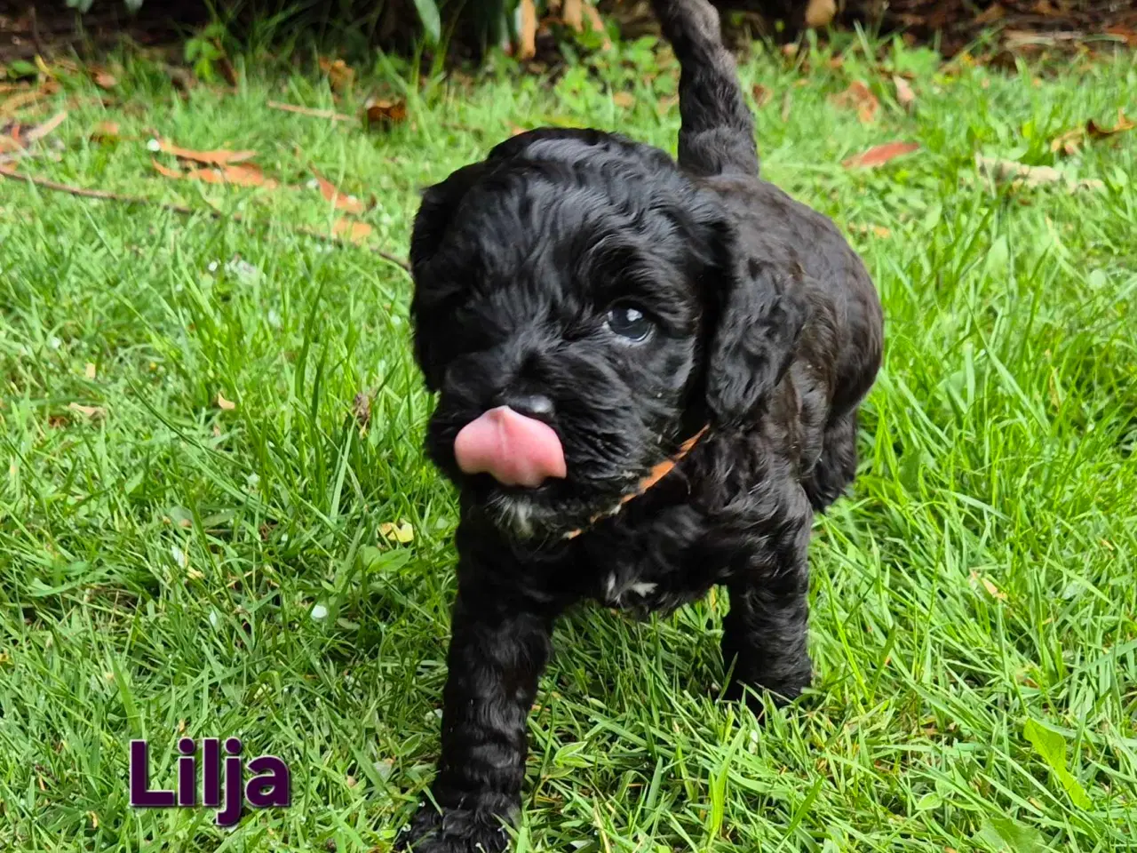 Billede 6 - Uimodstålige søde Mini cockapoo