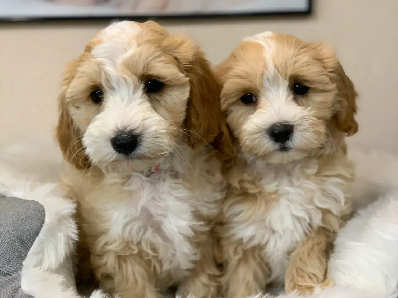 Billede 16 -  Maltipoo dreng er rejse klar nu!