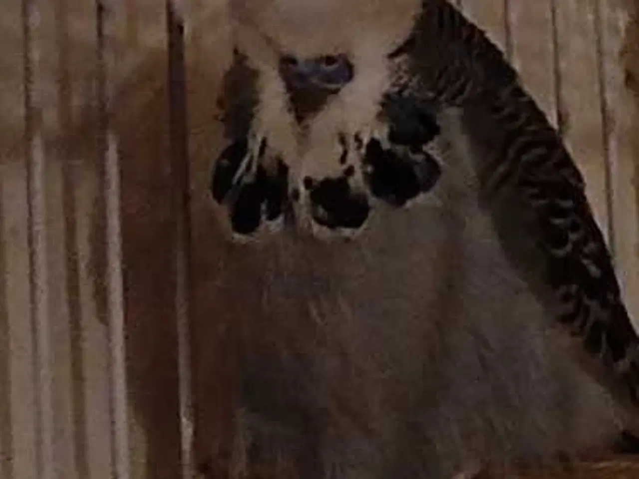 Billede 7 - Engelsk undulat han 