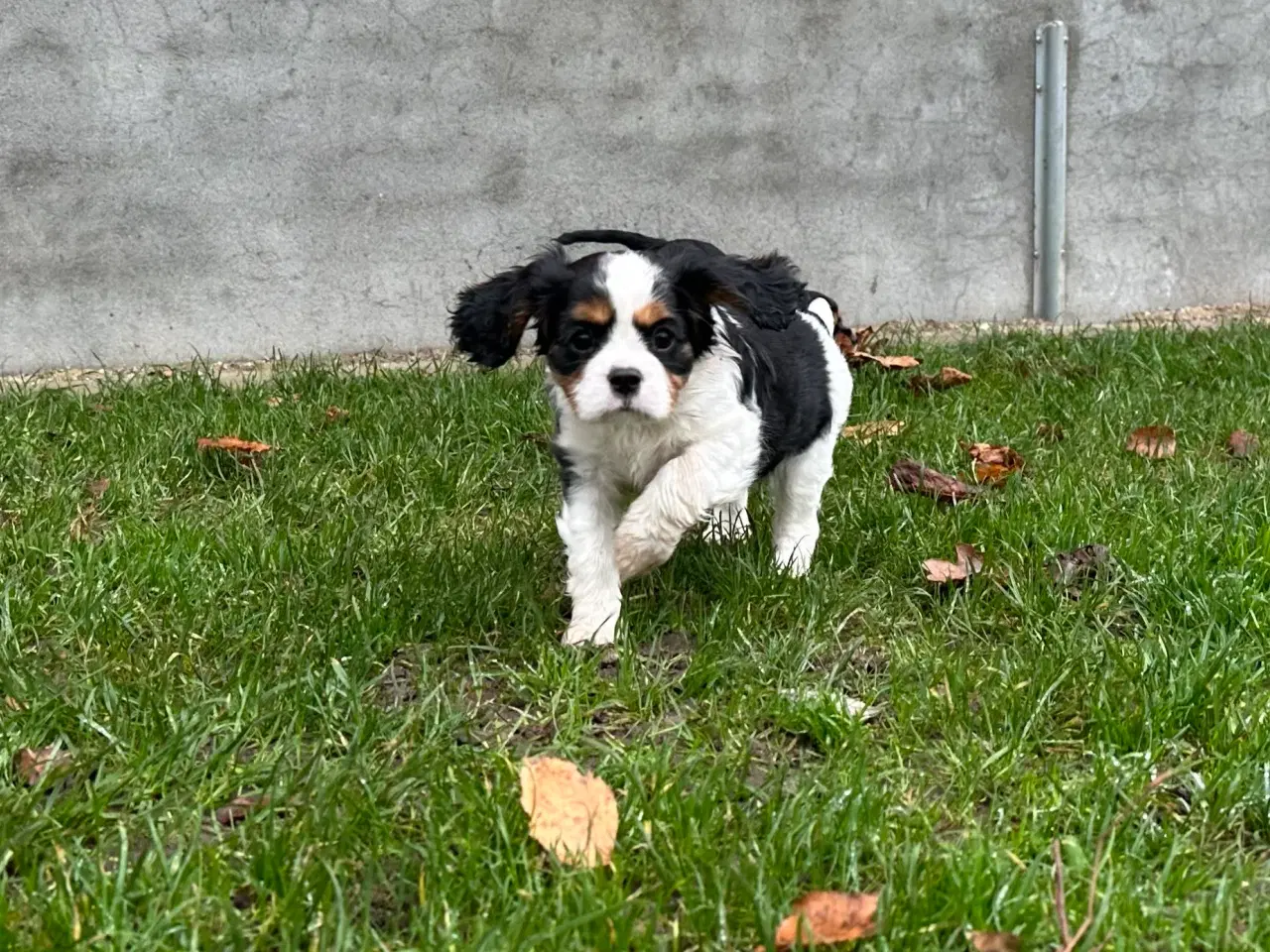 Billede 8 - Cavalier-tæver med DKK-stamtavle.