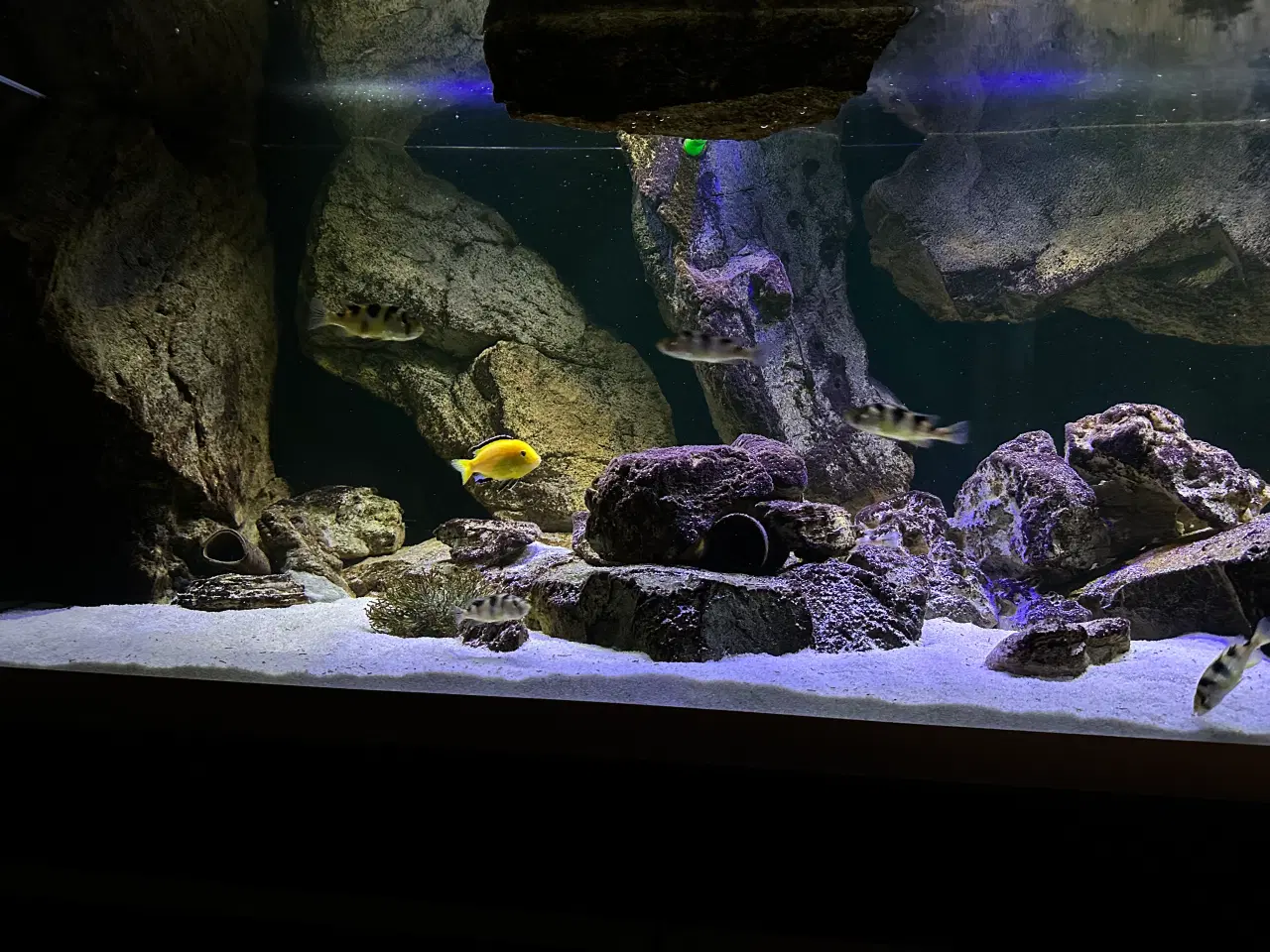 Billede 3 - 720 l akvarium