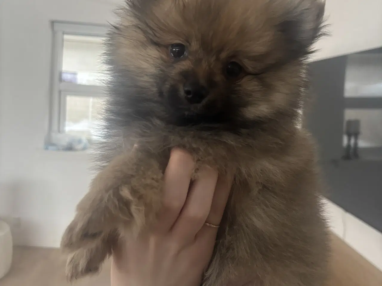 Billede 3 - Pomeranian dreng søger nyt hjem