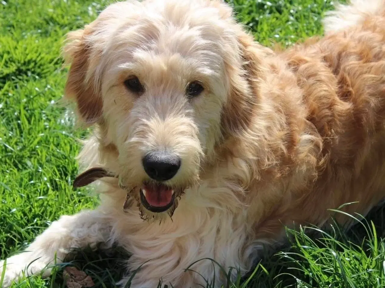 Billede 1 - Golden doodle