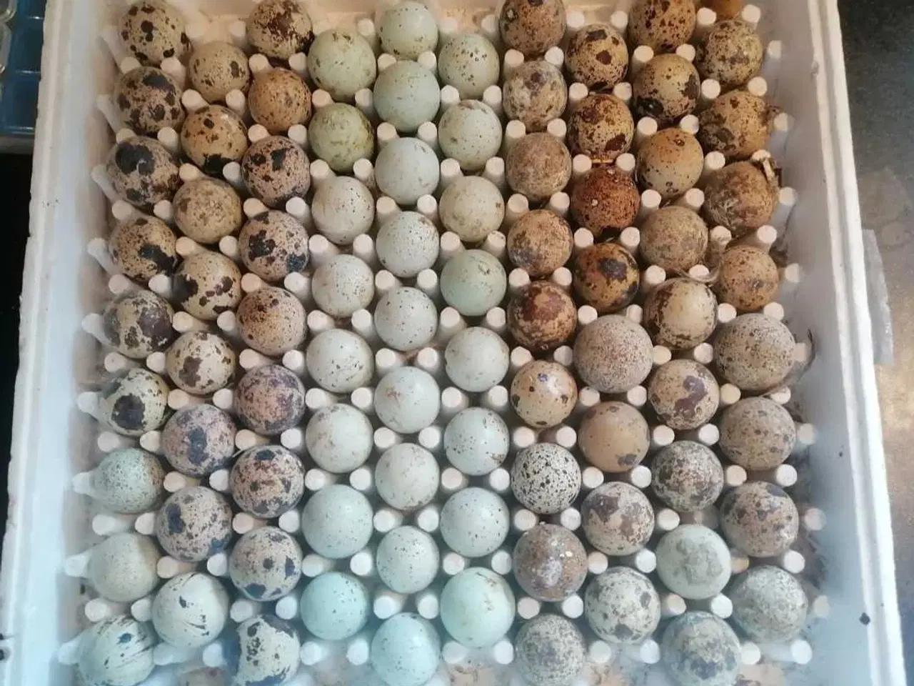 Billede 1 - Vagtel rugeæg