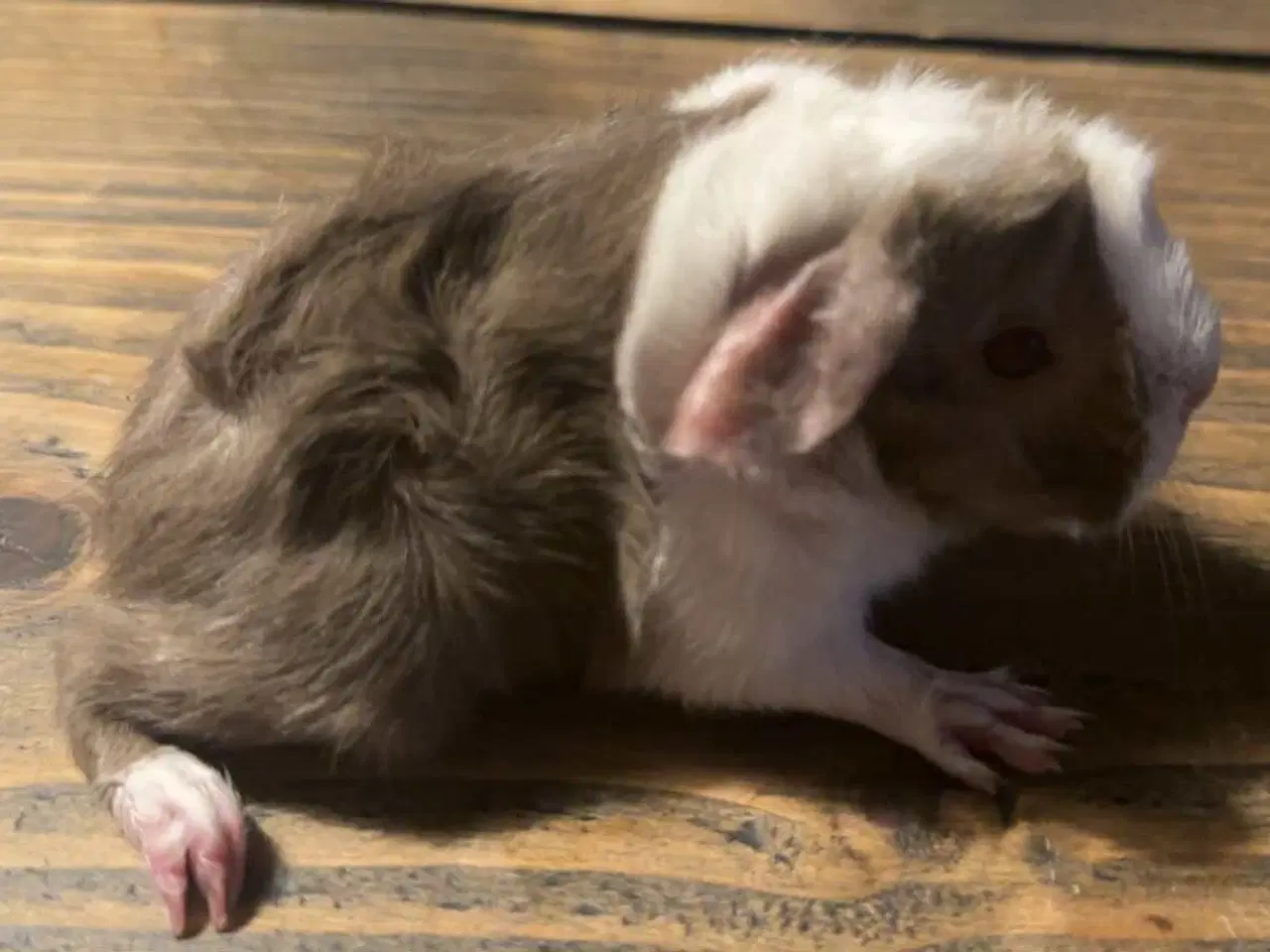 Billede 1 - Marsvin han med stamtavle fra DMF