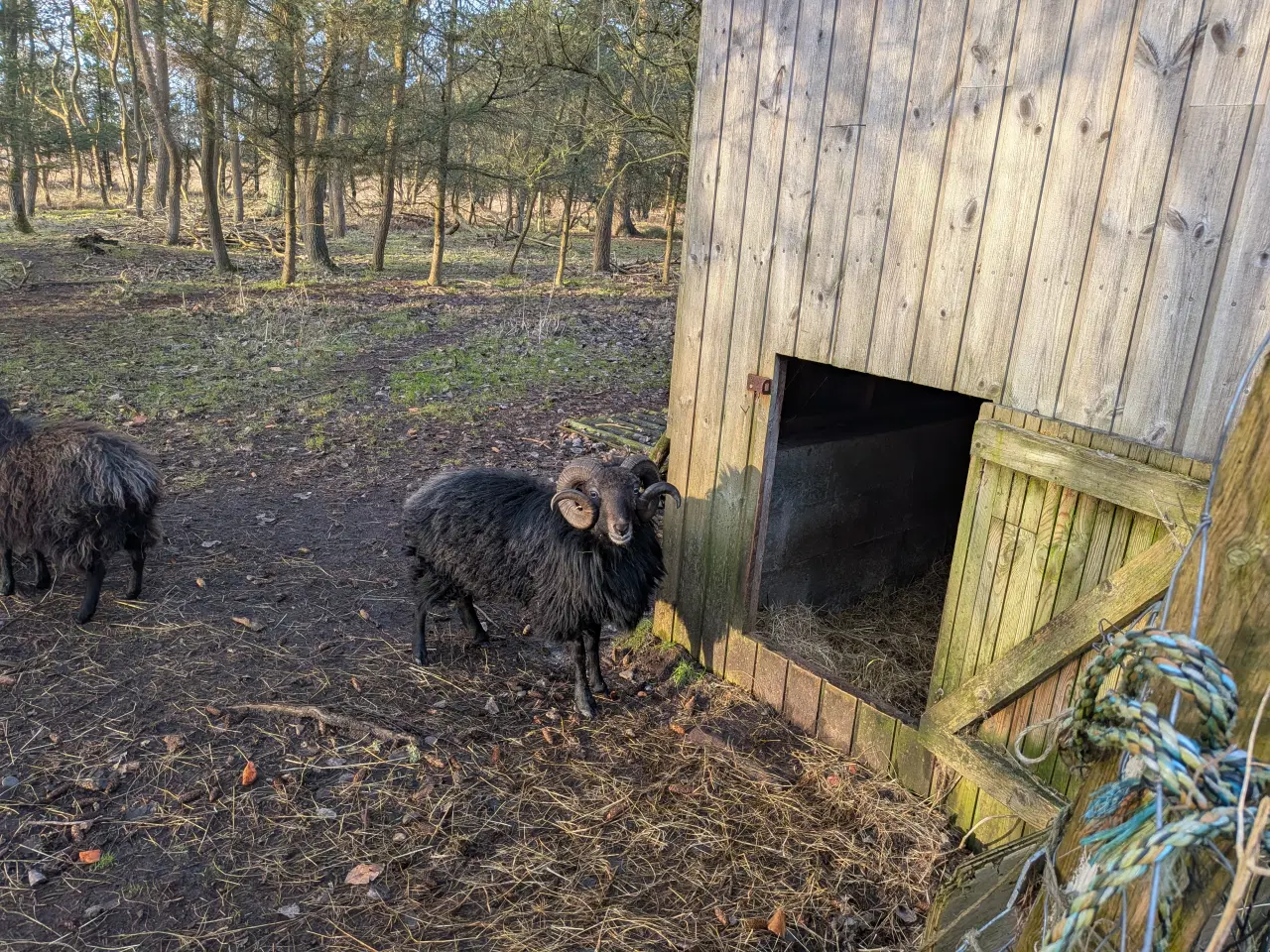 Billede 2 - Sort vædder, mindre race