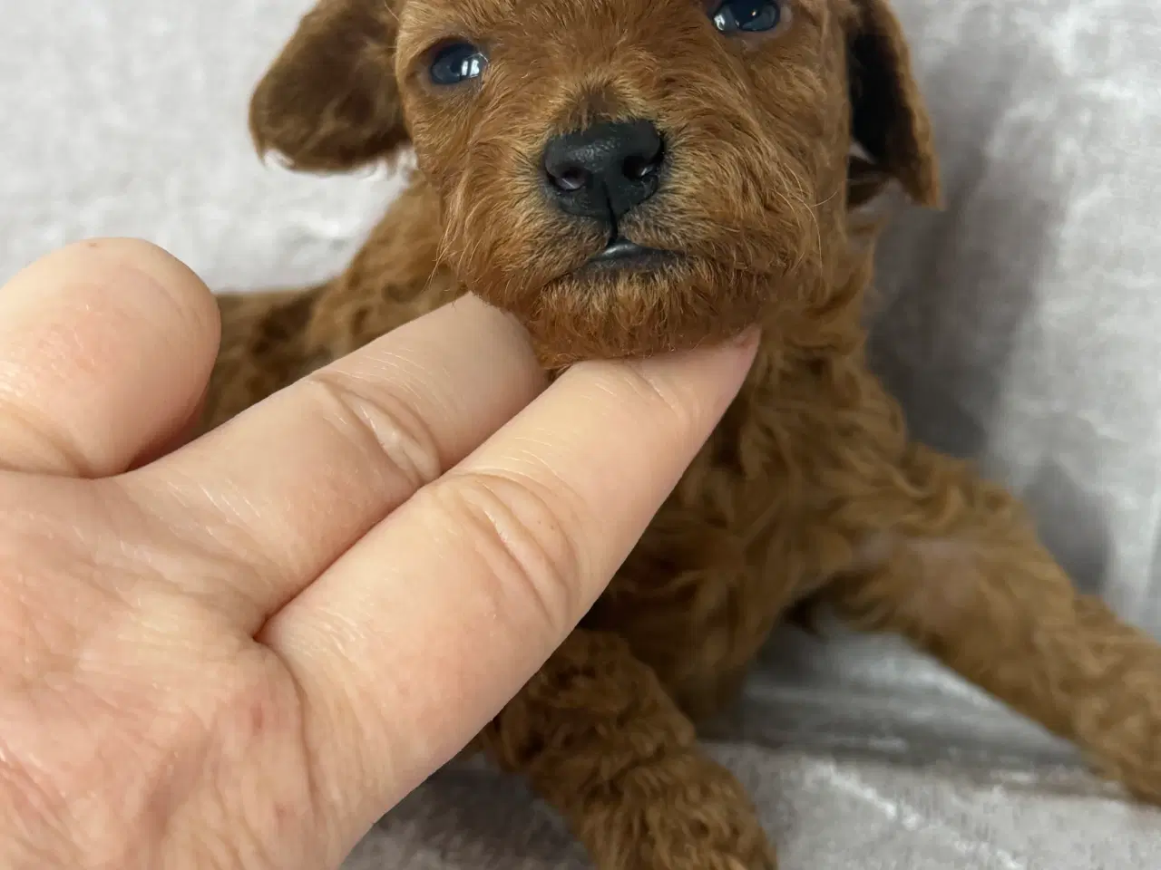 Billede 1 - Røde toy puddel