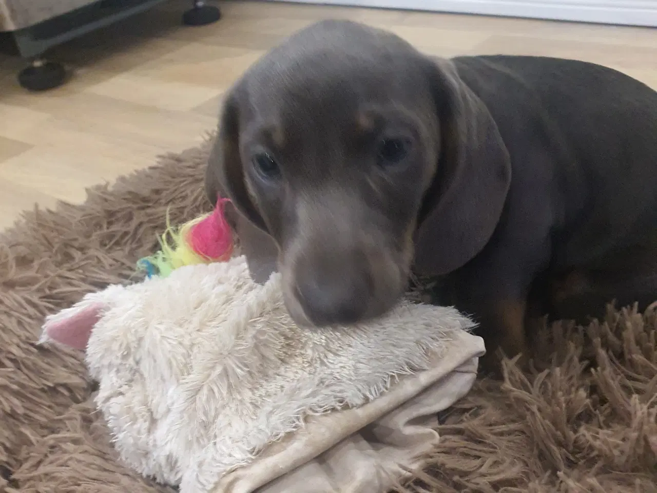 Billede 1 - Gravhund flot Blå korthåret