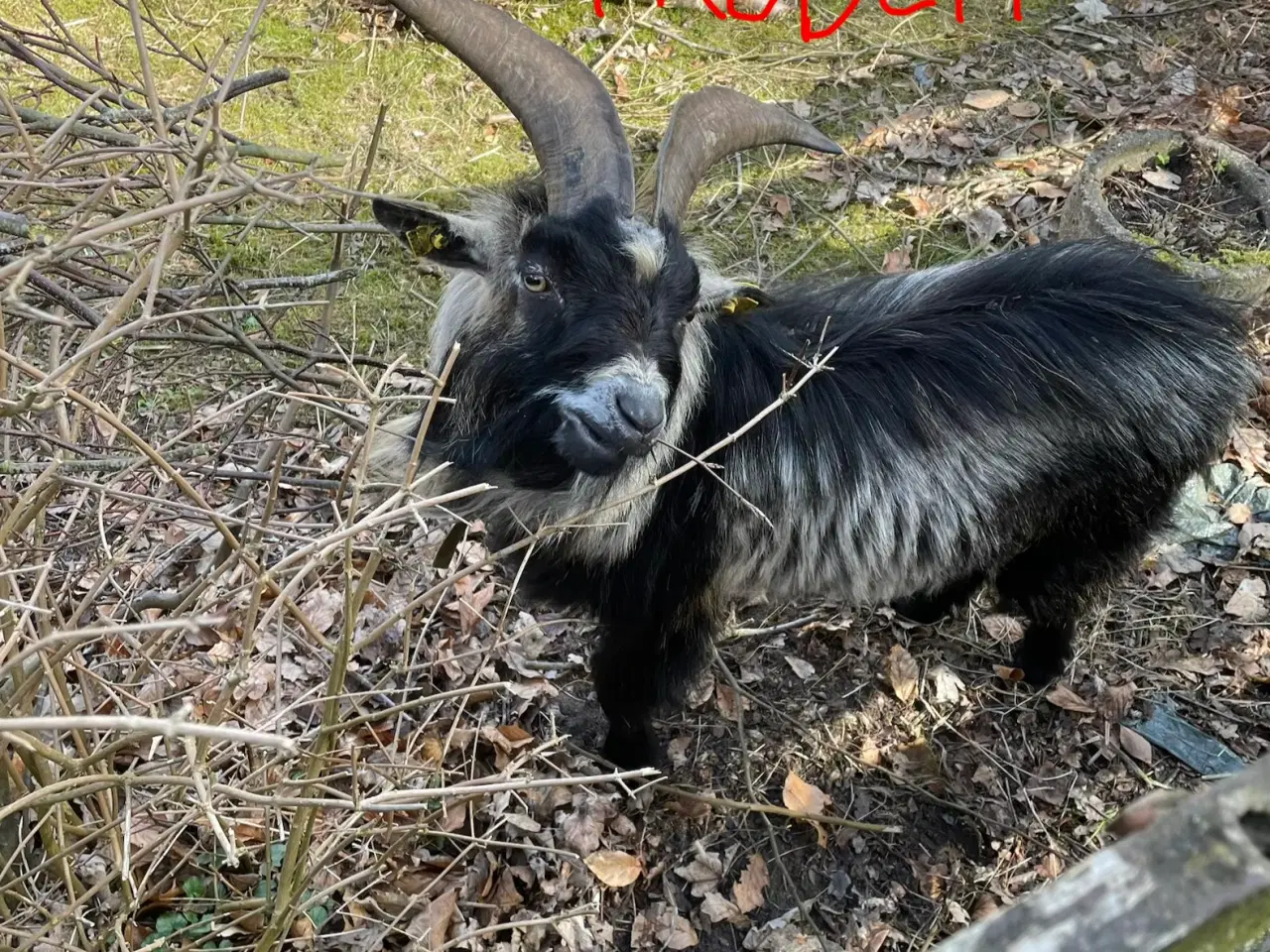 Billede 1 - Dværg buk udlejes