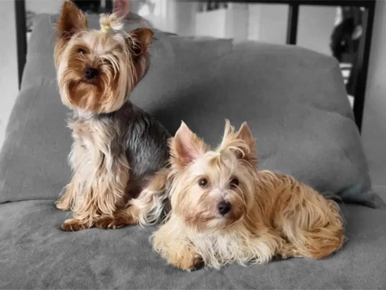 Billede 9 - Yorkshire terrier hvalpe søger kærlige hjem