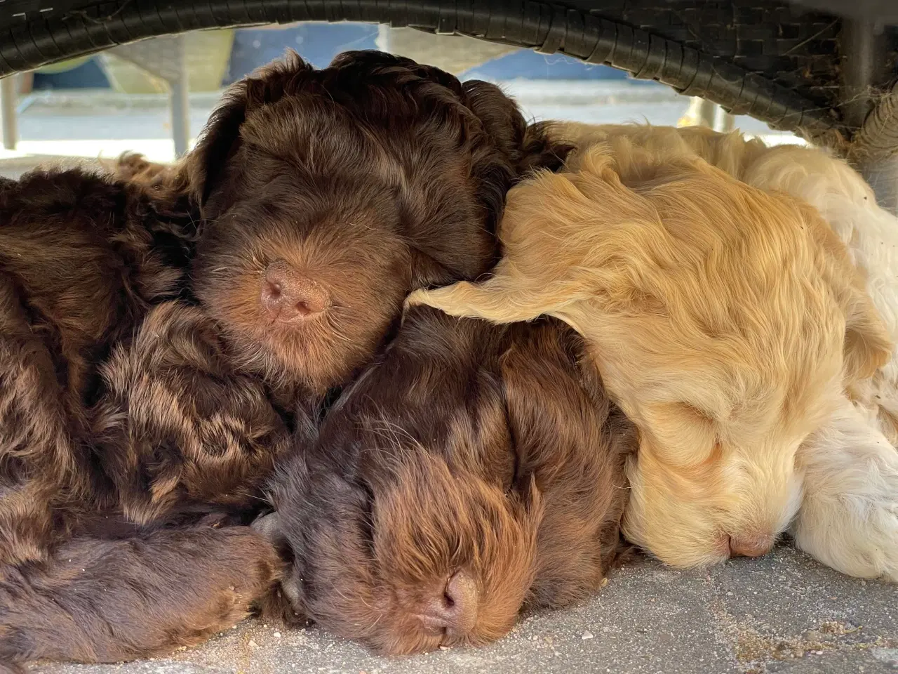 Billede 1 - Labradoodlehvalpe til foråret