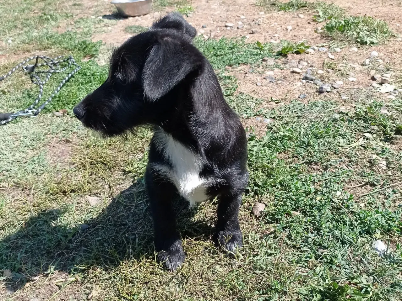 Billede 8 - Allis - Frisk lille kærlig pige