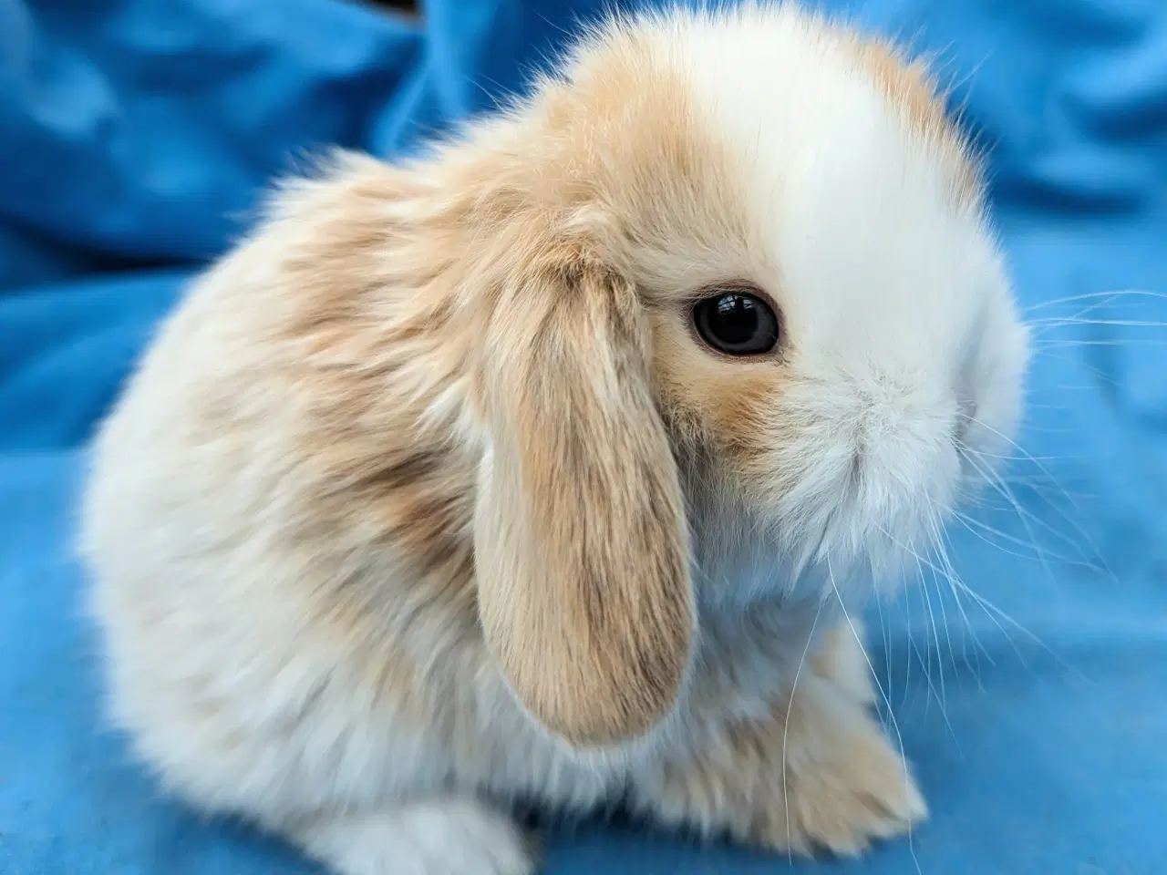 Billede 1 - Minilop kaninunge sælges